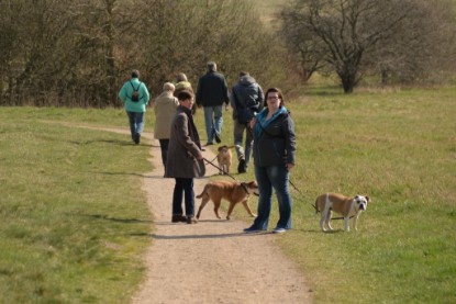 Continental Bulldogs Seeblickbulls Bilderalbum - Conti-Treff April 2016