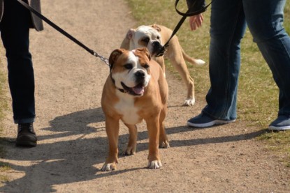 Continental Bulldogs Seeblickbulls Bilderalbum - Conti-Treff April 2016