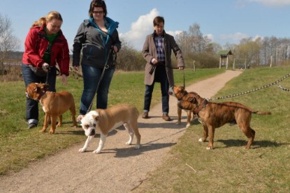 Continental Bulldogs Seeblickbulls Bilderalbum - Conti-Treff April 2016