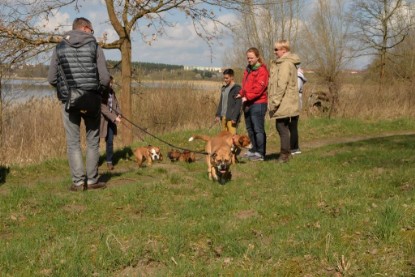 Continental Bulldogs Seeblickbulls Bilderalbum - Conti-Treff April 2016