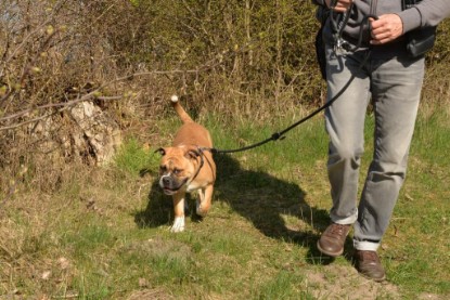 Continental Bulldogs Seeblickbulls Bilderalbum - Conti-Treff April 2016