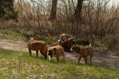 Continental Bulldogs Seeblickbulls Bilderalbum - Conti-Treff April 2016