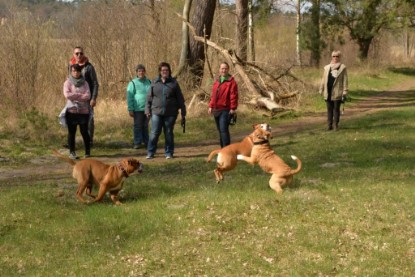 Continental Bulldogs Seeblickbulls Bilderalbum - Conti-Treff April 2016