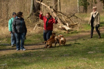 Continental Bulldogs Seeblickbulls Bilderalbum - Conti-Treff April 2016