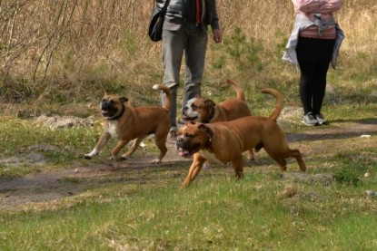 Continental Bulldogs Seeblickbulls Bilderalbum - Conti-Treff April 2016