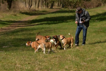 Continental Bulldogs Seeblickbulls Bilderalbum - Conti-Treff April 2016