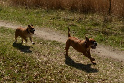 Continental Bulldogs Seeblickbulls Bilderalbum - Conti-Treff April 2016