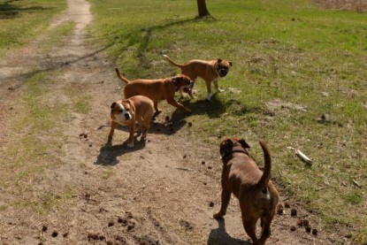 Continental Bulldogs Seeblickbulls Bilderalbum - Conti-Treff April 2016