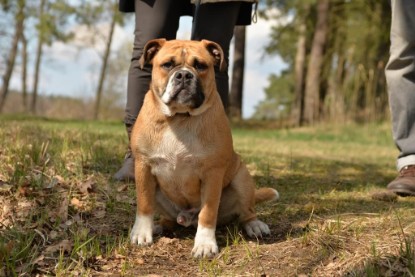 Continental Bulldogs Seeblickbulls Bilderalbum - Conti-Treff April 2016