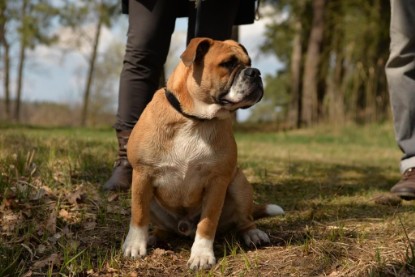 Continental Bulldogs Seeblickbulls Bilderalbum - Conti-Treff April 2016