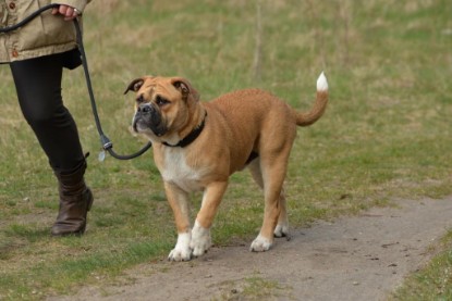 Continental Bulldogs Seeblickbulls Bilderalbum - Conti-Treff April 2016