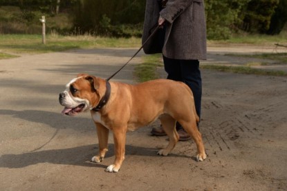 Continental Bulldogs Seeblickbulls Bilderalbum - Conti-Treff April 2016