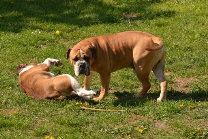 Continental Bulldogs Seeblickbulls Bilderalbum - alle Hundis im Garten