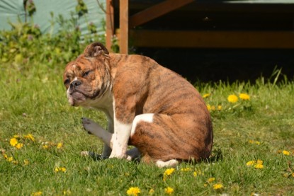 Continental Bulldogs Seeblickbulls Bilderalbum - alle Hundis im Garten