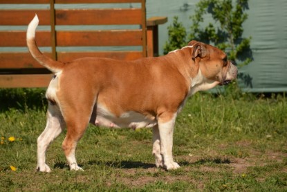 Continental Bulldogs Seeblickbulls Bilderalbum - alle Hundis im Garten