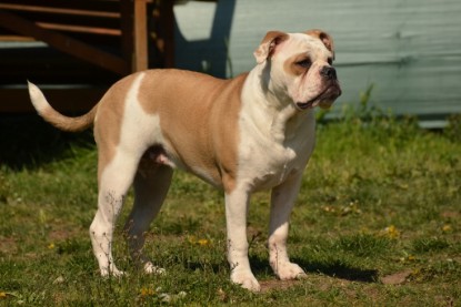 Continental Bulldogs Seeblickbulls Bilderalbum - alle Hundis im Garten