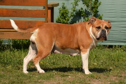 Continental Bulldogs Seeblickbulls Bilderalbum - alle Hundis im Garten