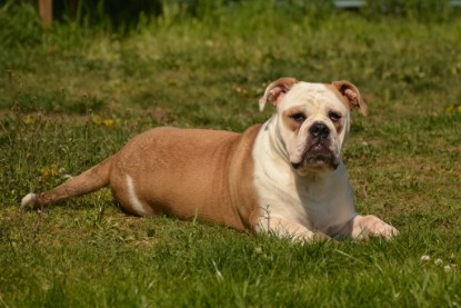 Continental Bulldogs Seeblickbulls Bilderalbum - alle Hundis im Garten