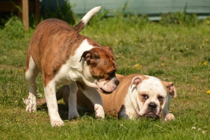 Continental Bulldogs Seeblickbulls Bilderalbum - alle Hundis im Garten