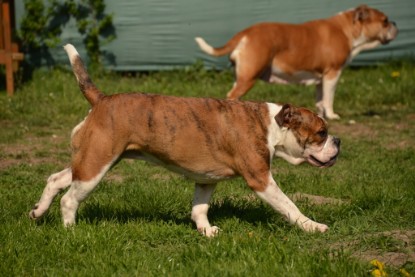 Continental Bulldogs Seeblickbulls Bilderalbum - alle Hundis im Garten