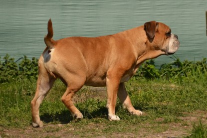 Continental Bulldogs Seeblickbulls Bilderalbum - alle Hundis im Garten