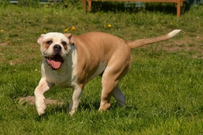 Continental Bulldogs Seeblickbulls Bilderalbum - alle Hundis im Garten