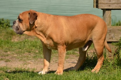 Continental Bulldogs Seeblickbulls Bilderalbum - alle Hundis im Garten