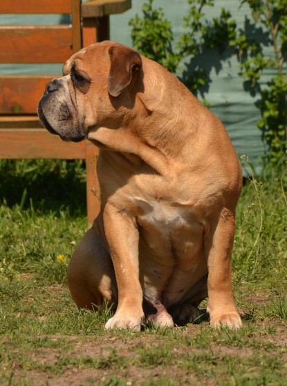 Continental Bulldogs Seeblickbulls Bilderalbum - alle Hundis im Garten