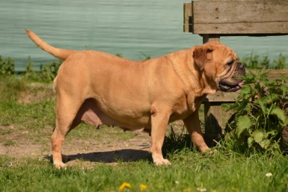 Continental Bulldogs Seeblickbulls Bilderalbum - alle Hundis im Garten