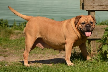 Continental Bulldogs Seeblickbulls Bilderalbum - alle Hundis im Garten