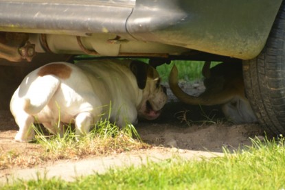 Continental Bulldogs Seeblickbulls Bilderalbum - alle Hundis im Garten