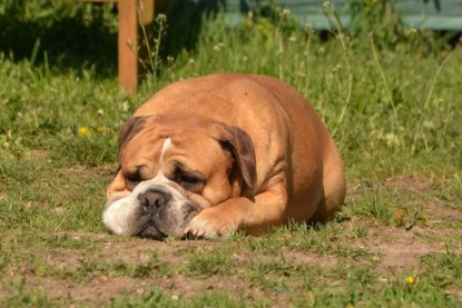 Continental Bulldogs Seeblickbulls Bilderalbum - alle Hundis im Garten