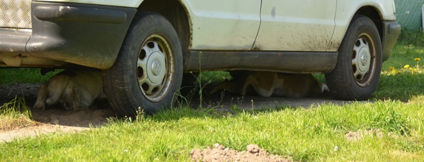 Continental Bulldogs Seeblickbulls Bilderalbum - alle Hundis im Garten