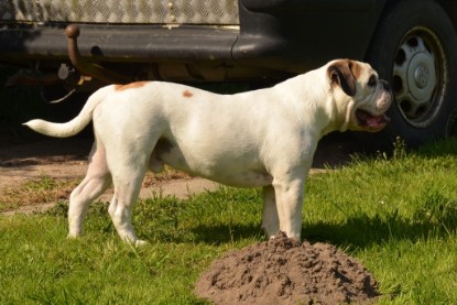 Continental Bulldogs Seeblickbulls Bilderalbum - alle Hundis im Garten