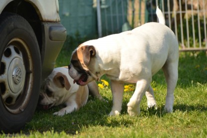 Continental Bulldogs Seeblickbulls Bilderalbum - alle Hundis im Garten