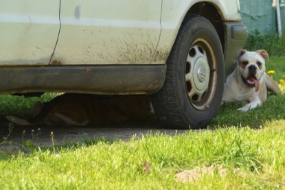 Continental Bulldogs Seeblickbulls Bilderalbum - alle Hundis im Garten