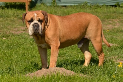 Continental Bulldogs Seeblickbulls Bilderalbum - alle Hundis im Garten