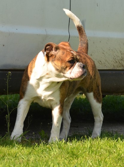 Continental Bulldogs Seeblickbulls Bilderalbum - alle Hundis im Garten