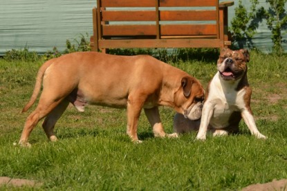 Continental Bulldogs Seeblickbulls Bilderalbum - alle Hundis im Garten