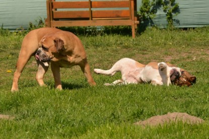 Continental Bulldogs Seeblickbulls Bilderalbum - alle Hundis im Garten