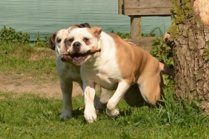 Continental Bulldogs Seeblickbulls Bilderalbum - alle Hundis im Garten