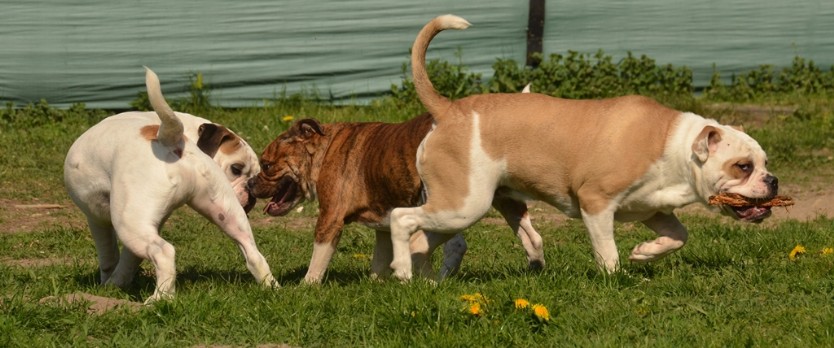 Continental Bulldogs Seeblickbulls Bilderalbum - alle Hundis im Garten