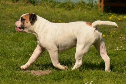 Continental Bulldogs Seeblickbulls Bilderalbum - alle Hundis im Garten