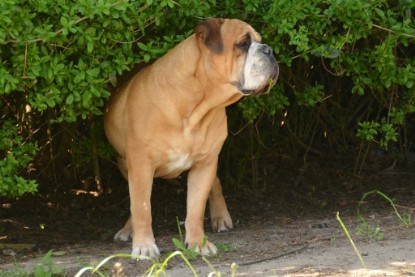 Continental Bulldogs Seeblickbulls Bilderalbum - alle Hundis im Garten