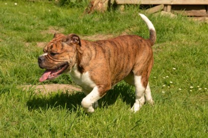 Continental Bulldogs Seeblickbulls Bilderalbum - alle Hundis im Garten