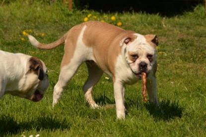 Continental Bulldogs Seeblickbulls Bilderalbum - alle Hundis im Garten