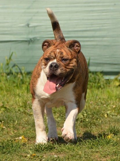 Continental Bulldogs Seeblickbulls Bilderalbum - alle Hundis im Garten