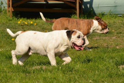 Continental Bulldogs Seeblickbulls Bilderalbum - alle Hundis im Garten