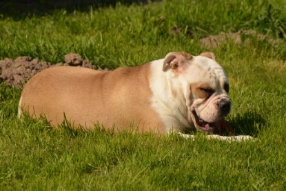 Continental Bulldogs Seeblickbulls Bilderalbum - alle Hundis im Garten