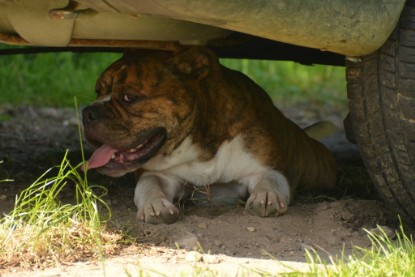 Continental Bulldogs Seeblickbulls Bilderalbum - alle Hundis im Garten